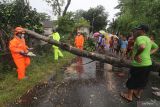 Petugas Badan Penanggulangan Bencana Daerah (BPBD) dibantu warga memotong pohon yang tumbang karena angin kencang di Kelurahan Ketami, Kota Kediri, Jawa Timur, Rabu (9/2/2022). Angin kencang disertai dengan hujan deras tersebut mengakibatkan sejumlah pohon tumbang dan mengganggu arus lalu lintas. ANTARA Jatim/Prasetia Fauzani/ZK