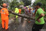 Petugas Badan Penanggulangan Bencana Daerah (BPBD) dibantu warga memotong pohon yang tumbang karena angin kencang di Kelurahan Ketami, Kota Kediri, Jawa Timur, Rabu (9/2/2022). Angin kencang disertai dengan hujan deras tersebut mengakibatkan sejumlah pohon tumbang dan mengganggu arus lalu lintas. ANTARA Jatim/Prasetia Fauzani/ZK