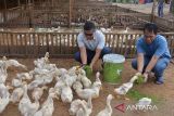 Pembudi daya memberi pakan  rumput azolla, sejenis tanaman paku air untuk ternak bebek di lokasi budidaya Desa Lhoknga, Kabupaten Aceh Besar, Aceh, Sabtu (12/2/2022). Usaha budidaya tanaman azolla yang saat ini terus berkembang di beberapa daerah di provinsi Aceh itu untuk memenuhi kebutuhan pakan ternak yang biayanya murah dan selain mengurangi ketergantungan petani pada pakan industri. ANTARA FOTO/Ampelsa