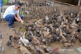 Pembudi daya memberi pakan  rumput azolla, sejenis tanaman paku air untuk ternak bebek di lokasi budidaya Desa Lhoknga, Kabupaten Aceh Besar, Aceh, Sabtu (12/2/2022). Usaha budidaya tanaman azolla yang saat ini terus berkembang di beberapa daerah di provinsi Aceh itu untuk memenuhi kebutuhan pakan ternak yang biayanya murah dan selain mengurangi ketergantungan petani pada pakan industri. ANTARA FOTO/Ampelsa