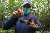 Peneliti burung dari Ekologi Satwa Alam Liar Indonesia (EKSAI) melepas seekor burung Kipasan Belang (Rhipidura javanica) yang terjaring untuk diteliti di kawasan Hutan Mangrove Gunung Anyar Surabaya, Jawa Timur, Jumat (11/2/2022). Kegiatan yang juga memasang label di kaki burung (bird banding) itu untuk mengetahui populasi burung serta mobilitasnya. Antara Jatim/Didik Suhartono/zk