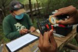 Peneliti burung dari Ekologi Satwa Alam Liar Indonesia (EKSAI) mengukur kepala burung Kipasan Belang (Rhipidura javanica) di kawasan Hutan Mangrove Gunung Anyar Surabaya, Jawa Timur, Jumat (11/2/2022). Kegiatan yang juga memasang label di kaki burung (bird banding) itu untuk mengetahui populasi burung serta mobilitasnya. Antara Jatim/Didik Suhartono/zk