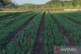 Program DD Farm Manggarai Timur berhasil panen 2 ton bawang merah