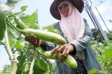Petani memanen terong (solanu melongena) dii lahan pertanian Desa Pucung Lor, Tulungagung, Jawa Timur, Rabu (16/2/2022). Harga terong di tingkat petani dua bulanan ini terus berfluktuasi dari sebelumnya di kisaran Rp1.400/kilogram lalu turun menjadi Rp1.300/kilogram dan kini kembali naik menjadi Rp1.600/kilogram. Antara Jatim/Destyan Sujarwoko/zk