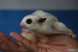 Peternak menunjukkan sugar glider (Petaurus breviceps) yang dibudidayakannya di peternakan Koleksi Sugar Glider, Batu, Jawa Timur, Rabu (16/2/2022). Potensi pasar yang luas dimanfaatkan peternak sugar glider setempat dengan membudidayakan jenis sugar glider bergenetika unik yang anakannya mampu dijual dengan kisaran harga Rp13 juta hingga 25 juta rupiah per ekor guna meraih keuntungan maksimal. Antara Jatim/Ari Bowo Sucipto/zk