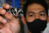 Peternak menunjukkan sugar glider (Petaurus breviceps) yang dibudidayakannya di peternakan Koleksi Sugar Glider, Batu, Jawa Timur, Rabu (16/2/2022). Potensi pasar yang luas dimanfaatkan peternak sugar glider setempat dengan membudidayakan jenis sugar glider bergenetika unik yang anakannya mampu dijual dengan kisaran harga Rp13 juta hingga 25 juta rupiah per ekor guna meraih keuntungan maksimal. Antara Jatim/Ari Bowo Sucipto/zk