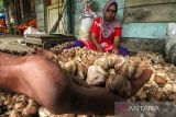 Petani membelah biji pinang kering di Desa Batu Lapan, Kecamatan Simpang Kramat, Aceh Utara, Aceh, Rabu (15/2/2022). Harga pinang kering sejak sepekan terakhir di daerah itu turun dari Rp18.000 menjadi Rp13.000 per kilogram karena adanya permainan di tingkat pedagang pengumpul di tengah puncak masa panen. ANTARA FOTO/Rahmad