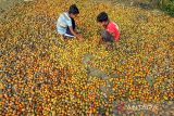 Petani membelah biji pinang kering di Desa Batu Lapan, Kecamatan Simpang Kramat, Aceh Utara, Aceh, Rabu (15/2/2022). Harga pinang kering sejak sepekan terakhir di daerah itu turun dari Rp18.000 menjadi Rp13.000 per kilogram karena adanya permainan di tingkat pedagang pengumpul di tengah puncak masa panen. ANTARA FOTO/Rahmad