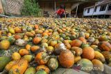 Petani membelah biji pinang kering di Desa Batu Lapan, Kecamatan Simpang Kramat, Aceh Utara, Aceh, Rabu (15/2/2022). Harga pinang kering sejak sepekan terakhir di daerah itu turun dari Rp18.000 menjadi Rp13.000 per kilogram karena adanya permainan di tingkat pedagang pengumpul di tengah puncak masa panen. ANTARA FOTO/Rahmad