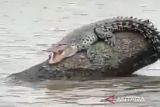 Warga Kotim kaget buaya berjemur di tengah sungai