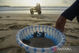 Sejumlah warga yang tergabung dalam Lembaga Swadaya Masyarakat Lingkungan (LSM), Seulanga Aceh, bersama mahasiswa melepaskan tukik lekang (lepidochelys olivacea ) di perairan pantai wisata Lhoknga, Kabupaten Aceh Besar, Aceh, Senin (21/2/2022). LSM Seulanga Aceh menyatakan hingga Februari tahun 2022, telah melepaskan sebanyak 230 ekor tukik lekang, sedangkan tahun 2021 sebanyak 500 ekor yang merupakan hasil penangkaran di beberapa lokasi dalam wilayah kabupaten Aceh Besar. ANTARA FOTO/Ampelsa