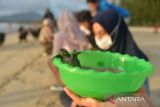 Sejumlah warga yang tergabung dalam Lembaga Swadaya Masyarakat Lingkungan (LSM), Seulanga Aceh, bersama mahasiswa melepaskan tukik lekang (lepidochelys olivacea ) di perairan pantai wisata Lhoknga, Kabupaten Aceh Besar, Aceh, Senin (21/2/2022). LSM Seulanga Aceh menyatakan hingga Februari tahun 2022, telah melepaskan sebanyak 230 ekor tukik lekang, sedangkan tahun 2021 sebanyak 500 ekor yang merupakan hasil penangkaran di beberapa lokasi dalam wilayah kabupaten Aceh Besar. ANTARA FOTO/Ampelsa