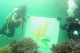 Jaga ekosistem laut, Bukit Asam tanam terumbu karang di Pulau Pahawang Lampung