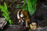 Seekor Kukang Jawa (Nycticebus Javanicus) berada di dalam kandang milik warga sebelum dievakuasi oleh petugas Bidang Konservasi Sumber Daya Alam (KSDA) Wilayah III Ciamis di Desa Cinta Ratu, Kabupaten Ciamis, Jawa Barat, Senin (21/2/2022). Warga menyerahkan satu ekor kukang jawa, satwa yang dilindungi untuk dilepasliarkan kembali ke habitatnya. ANTARA FOTO/Adeng Bustomi/agr