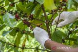 Petani memanen kopi jenis ekselsa di kebun Biji Kopi, Banjarbaru, Kalimantan Selatan, Rabu (23/2/2022). Kopi ekselsa merupakan salah satu varietas kopi yang banyak tumbuh di Kalimantan Selatan seperti di kebun Biji Kopi yang dapat memproduksi 1,2 ton dari luas lahan setengah hektare dengan harga jual di tingkat petani Rp50 ribu perkilogram. Foto Antaranews Kalsel/Bayu Pratama S.