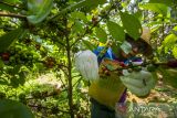 Petani memanen kopi jenis ekselsa di kebun Biji Kopi, Banjarbaru, Kalimantan Selatan, Rabu (23/2/2022). Kopi ekselsa merupakan salah satu varietas kopi yang banyak tumbuh di Kalimantan Selatan seperti di kebun Biji Kopi yang dapat memproduksi 1,2 ton dari luas lahan setengah hektare dengan harga jual di tingkat petani Rp50 ribu perkilogram. Foto Antaranews Kalsel/Bayu Pratama S.