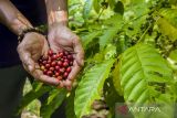 Petani menunjukan biji kopi jenis ekselsa yang telah di panen di kebun Biji Kopi, Banjarbaru, Kalimantan Selatan, Rabu (23/2/2022). Kopi ekselsa merupakan salah satu varietas kopi yang banyak tumbuh di Kalimantan Selatan seperti di kebun Biji Kopi yang dapat memproduksi 1,2 ton dari luas lahan setengah hektare dengan harga jual di tingkat petani Rp50 ribu perkilogram. Foto Antaranews Kalsel/Bayu Pratama S.