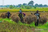 Buruh tani membawa jerami sisa panen padi di areal persawahan Rawamerta, Karawang, Jawa Barat, Kamis (24/2/2022). Badan Pusat Statistik (BPS) mencatat upah nominal harian buruh tani nasional pada Januari 2022 naik 0,72 persen menjadi Rp57.595 per hari dibanding upah buruh tani pada Desember 2021 sebesar Rp57.180. ANTARA FOTO/M Ibnu Chazar/agr
