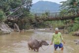 Warga menggembala kerbau melintasi sungai di bawah jembatan yang rusak di Desa Sukarasa, Tanjung Sari, Kabupaten Bogor, Jawa Barat, Kamis (24/2/2022). Jembatan penghubung antara Desa Sukarasa dan Desa Cibadak tersebut rusak parah yang disebabkan luapan banjir Sungai Cisero beberapa waktu lalu dan mengakibatkan akses kedua desa tersebut terputus. ANTARA FOTO/Yulius Satria Wijaya/rwa.

