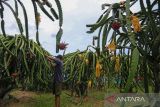 Petani memanen buah naga di desa Tambak, Indramayu, Jawa Barat, Selasa (1/3/2022). Buah naga tersebut dipasarkan ke berbagai wilayah di Jawa Barat dengan harga Rp15.000 per kg. ANTARA FOTO/Dedhez Anggara/agr
