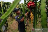 Petani memanen buah naga di desa Tambak, Indramayu, Jawa Barat, Selasa (1/3/2022). Buah naga tersebut dipasarkan ke berbagai wilayah di Jawa Barat dengan harga Rp15.000 per kg. ANTARA FOTO/Dedhez Anggara/agr