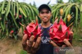 Petani memanen buah naga di Desa Tambak, Indramayu, Jawa Barat, Selasa (1/3/2022). Buah naga tersebut dipasarkan ke berbagai wilayah di Jawa Barat dengan harga Rp15.000 per kg. ANTARA FOTO/Dedhez Anggara/agr