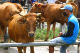 Peternak menunggui sapi miliknya yang dijual di pasar hewan, Ngawi, Jawa Timur, Selasa (1/3/2022). Peternak sapi setempat mengeluhkan sepinya pembeli padahal dalam sebulan ini harga sapi hidup rata-rata turun antara Rp1,5 juta hingga 2 juta rupiah atau turun 10 persen per ekor dengan stok yang melimpah. Antara Jatim/Ari Bowo Sucipto/Ds