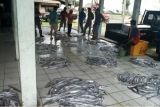 Hasil tangkapan nelayan Cilacap menurun akibat cuaca buruk