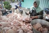Pemerintah menjaga stabilitas harga daging dan telur ayam ras