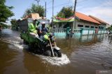 Pengendara melintas di jalan yang tergenang air di kawasan Gempolsari, Tanggulangin, Sidoarjo, Jawa Timur, Jumat (4/3/2022). Curah hujan tinggi dan daya tampung sungai yang belum maksimal serta drainase yang buruk mengakibatkan air menggenangi ruas jalan dan pemukiman warga.  Antara Jatim/Umarul Faruq/zk