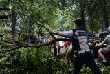 Sejumlah petugas memindahkan batang pohon yang tumbang akibat diterjang angin kencang di Jalan Perjuangan Baru, Bekasi, Jawa Barat, Sabtu (5/3/2022). Badan Meteorologi Klimatologi dan Geofisika (BMKG) mengumumkan peringatan dini cuaca di kawasan Jabodetabek termasuk di sejumlah wilayah di Kota Bekasi pada Sabtu siang berpotensi hujan sedang hingga lebat disertai kilat dan petir serta angin kencang. ANTARA FOTO/Suwandy/wsj.