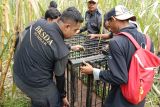 Beruang rusak kebun warga Matua Agam, KSDA pasang kandang jebak (Video)