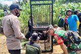 BKSDA pasang perangkap buaya pemangsa di Sungai Selagan Mukomuko