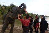 Pawang gajah (mahout) Conservation Response Unit (CRU) Sampoiniet menjelaskan tentang satwa langka dan dilindungi gajah sumatera (Elephas maximus sumatranus) jinak pada relawan Forum Jurnalis Lingkungan (FJL) Aceh di Aceh Jaya, Aceh, Sabtu (5/3/2022). Data yang diperoleh FJL Aceh menyebutkan populasi gajah sumatera saat ini berkisar 1.600 hingga 2.000 individu yang tersebar di provinsi Aceh, Sumatera Utara, Riau, Jambi, Sumatera Selatan, Bengkulu dan Lampung. ANTARA FOTO / Irwansyah Putra/foc.