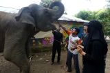 Relawan Forum Jurnalis Lingkungan (FJL) Aceh memberikan pisang pada satwa langka dan dilindungi gajah sumatera (Elephas maximus sumatranus) jinak di Conservation Response Unit (CRU) Sampoiniet, Aceh Jaya, Aceh, Sabtu (5/3/2022). Data yang diperoleh FJL Aceh menyebutkan populasi gajah sumatera saat ini berkisar 1.600 hingga 2.000 individu yang tersebar di provinsi Aceh, Sumatera Utara, Riau, Jambi, Sumatera Selatan, Bengkulu dan Lampung. ANTARA FOTO / Irwansyah Putra/foc.