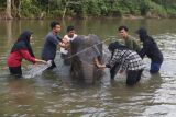 Relawan Forum Jurnalis Lingkungan (FJL) Aceh memandikan satwa langka dan dilindungi gajah sumatera (Elephas maximus sumatranus) jinak di Conservation Response Unit (CRU) Sampoiniet, Aceh Jaya, Aceh, Sabtu (5/3/2022). Data yang diperoleh FJL Aceh menyebutkan populasi gajah sumatera saat ini berkisar 1.600 hingga 2.000 individu yang tersebar di provinsi Aceh, Sumatera Utara, Riau, Jambi, Sumatera Selatan, Bengkulu dan Lampung. ANTARA FOTO / Irwansyah Putra/foc.