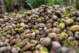 Petani membelah buah kelapa untuk diolah menjadi kopra di Desa Meuria Paloh, Lhokseumawe, Aceh, Senin (7/3/2022). Petani kelapa di wilayah itu beralih menjual buah kelapa dalam bentuk kopra untuk bahan baku pembuatan minyak goreng menyusul naiknya harga kopra dari Rp2.000 per kilogram menjadi Rp4.000 per kilogramnya. ANTARA FOTO/Rahmad