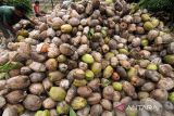 Petani membelah buah kelapa untuk diolah menjadi kopra di Desa Meuria Paloh, Lhokseumawe, Aceh, Senin (7/3/2022). Petani kelapa di wilayah itu beralih menjual buah kelapa dalam bentuk kopra untuk bahan baku pembuatan minyak goreng menyusul naiknya harga kopra dari Rp2.000 per kilogram menjadi Rp4.000 per kilogramnya. ANTARA FOTO/Rahmad