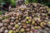 Petani membelah buah kelapa untuk diolah menjadi kopra di Desa Meuria Paloh, Lhokseumawe, Aceh, Senin (7/3/2022). Petani kelapa di wilayah itu beralih menjual buah kelapa dalam bentuk kopra untuk bahan baku pembuatan minyak goreng menyusul naiknya harga kopra dari Rp2.000 per kilogram menjadi Rp4.000 per kilogramnya. ANTARA FOTO/Rahmad