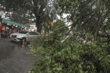 Mobil melintas di dekat pohon yang tumbang di kawasan Kelapa Dua, Depok, Jawa Barat, Selasa (8/3/2022). Hujan deras disertai angin kencang di kawasan tersebut mengakibatkan sejumlah pohon tumbang sehingga mengga.nggu arus lalu lintas. ANTARA FOTO/Asprilla Dwi Adha/tom.