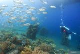  Penyelam mengamati terumbu karang dan ikan di Pantai Bangsring, Banyuwangi, Jawa Timur, Rabu (9/3/2022). Pantai yang menjadi zona konservasi terumbu karang sejak tahun 2009 itu, saat ini luasanya sudah mencapai sekitar 15 hektar dan menjadi tempat wisata yang menawarkan keindahan berbagai biota laut. Antara Jatim/Budi Candra Setya/zk