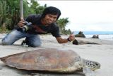 Pemerhati Penyu Polewali Mandar mengevakuasi penyu terjebak di tambak