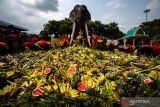 Puluhan gajah berpesta  makan buah di Thailand
