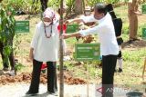 Presiden Jokowi tanam 34 pohon khas seluruh provinsi di Indonesia