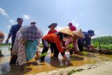 Pemkab Gunung Kidul kembangkan benih padi varietas IR Nutrizinc di Patuk-Ponjong