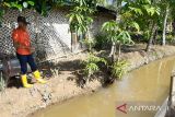 Perantau Padang Pariaman manfaatkan parit sawah di kampung halaman untuk budidaya ikan koi (Video)