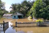 Desa Bungkudu di Buol  dilanda banjir dan 669 jiwa terdampak