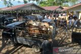 Pedagang dan peternak melakukan transaksi jual beli ternak sapi di pasar hewan Desa Sibreh, Kecamatan Suka Makmur, Kabupaten Aceh Besar, Aceh, Rabu (23/3/2022). Menurut pedagang, permintaan hewan ternak menjelang tradisi meugang (hari memotong ternak) menyambut bulan Ramadhan 1443 H mulai meningkat dengan harga penawaran sapi lokal dan sapi peranakan berkisar Rp10 juta hingga Rp45 juta per ekor tergantung berat atau naik sekitar 10 persen dari harga sebelumnya. ANTARA FOTO/Ampelsa