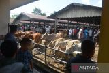 Pedagang dan peternak melakukan transaksi jual beli ternak sapi di pasar hewan Desa Sibreh, Kecamatan Suka Makmur, Kabupaten Aceh Besar, Aceh, Rabu (23/3/2022). Menurut pedagang, permintaan hewan ternak menjelang tradisi meugang (hari memotong ternak) menyambut bulan Ramadhan 1443 H mulai meningkat dengan harga penawaran sapi lokal dan sapi peranakan berkisar Rp10 juta hingga Rp45 juta per ekor tergantung berat atau naik sekitar 10 persen dari harga sebelumnya. ANTARA FOTO/Ampelsa