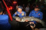  Petugas pemadam kebakaran membawa buaya muara (Crocodylus porosus) yang ditangkap warga dari Sungai Janti untuk diserahkan kepada Balai Konservasi Sumber Daya Alam (BKSDA) di Desa Janti, Kediri, Jawa Timur, Rabu (23/3/2022). Buaya muara sepanjang 180 centimeter tersebut ditangkap warga dari sungai yang bukan habitan asli buaya kemudian diserahkan kepada Balai Konservasi Sumber Daya Alam (BKSDA). Antara Jatim/Prasetia Fauzani/zk